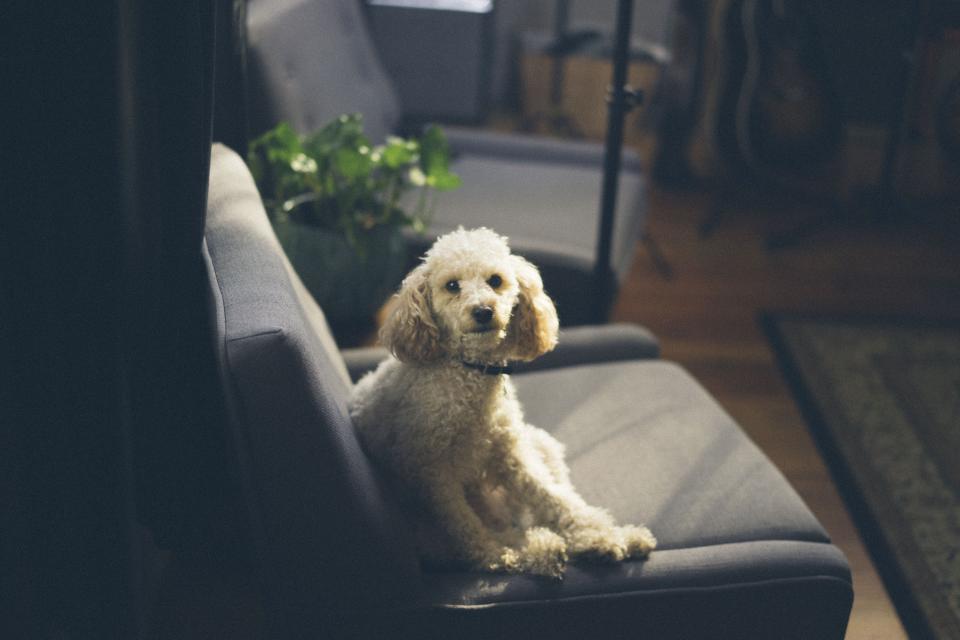 Small white dog resting on a living room sofa